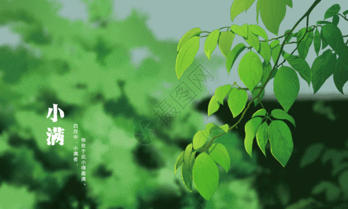 二十四节气小满绿色夏天主题gif图片素材