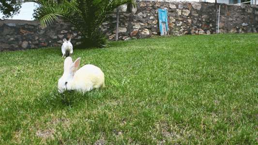 蹦蹦跳跳的兔子吃草局部动图gif图片