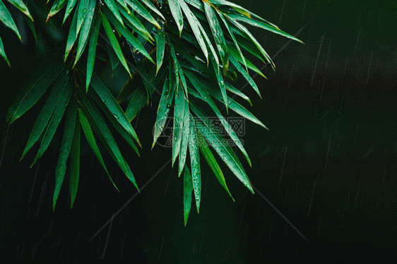 雨中竹叶gif动图图片