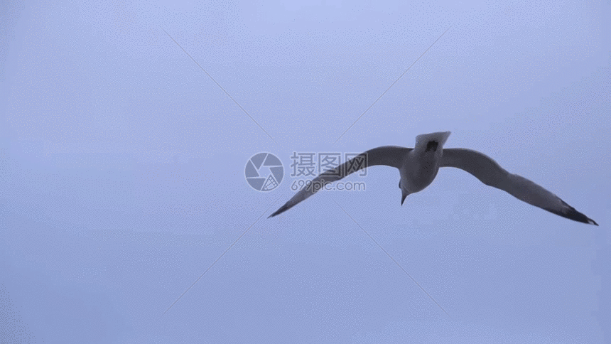 镜头跟拍海鸥局部动图gif