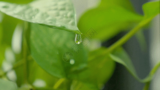 植物水珠绿萝-绿叶水滴滴落局部动图gif高清图片