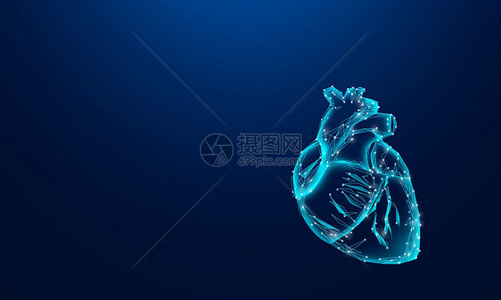 人体心脏图片