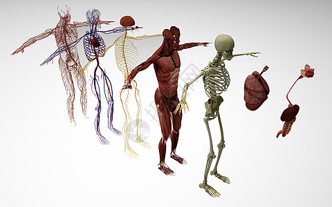 人体分解图肌肉解剖图高清图片