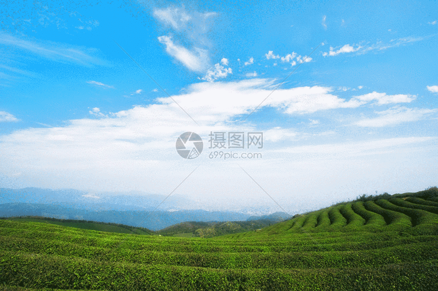gif动图 实景动图  蓝天白云下的茶园白云gif动图 860_572