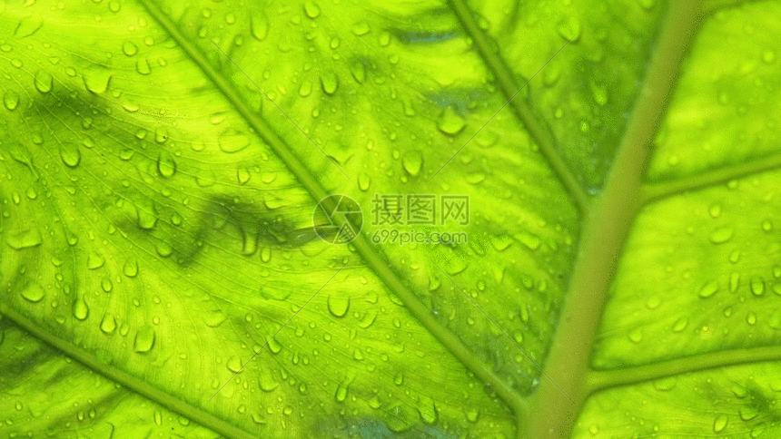 雨滴打在芭蕉叶上GIF图片