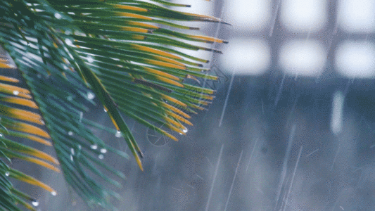 小水珠雨天的树叶GIF高清图片