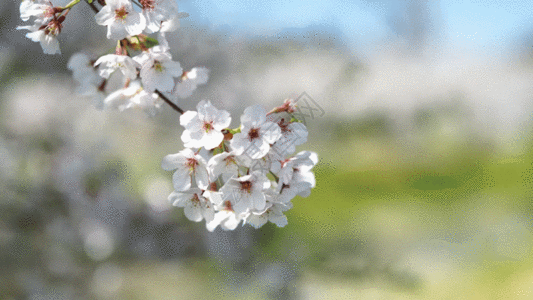 樱花树樱花实景拍摄GIF高清图片