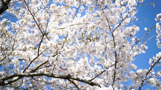 樱花特写樱花树 GIF高清图片