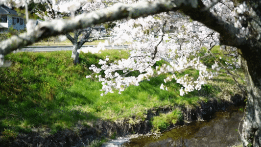 樱花特写樱花拍摄 GIF高清图片
