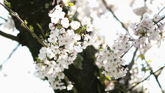 唯美樱花GIF图片