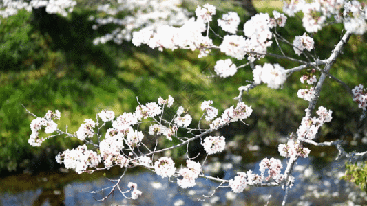 樱花特写樱花风景GIF高清图片