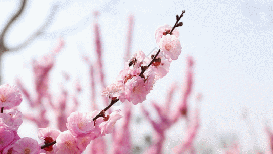 樱花特写桃花物语GIF高清图片