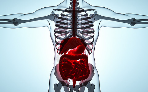 人体器官透视图图片