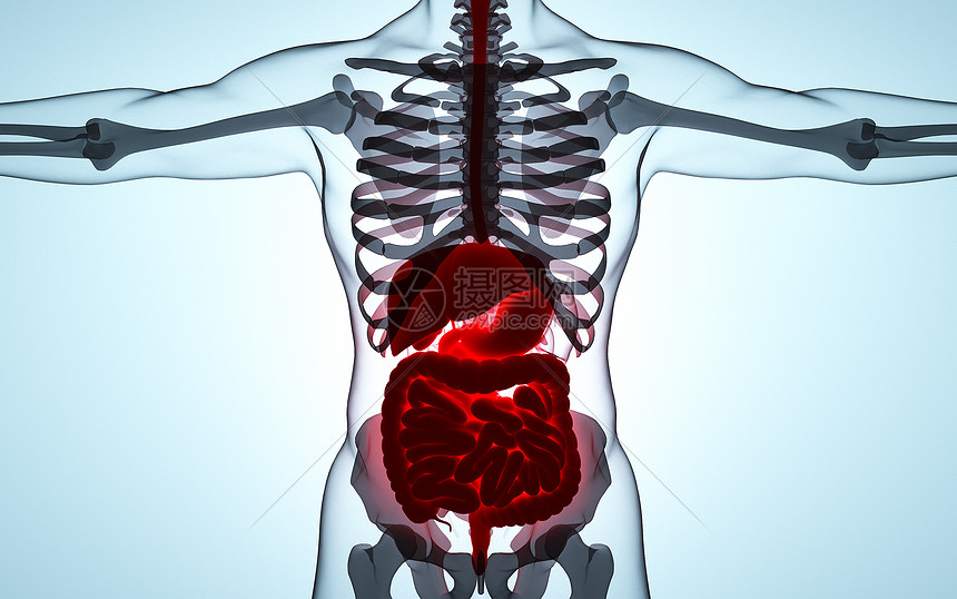 人体器官透视图图片