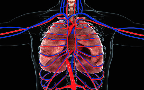 心肺视图供血系统高清图片