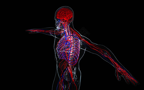 人体透视图供血系统高清图片