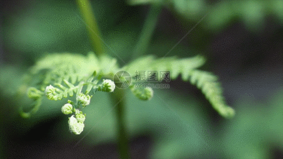 绿色植物GIF图片