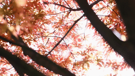 红色枫叶视频GIF高清图片