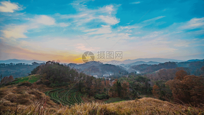 gif动图 实景动图  汉中南郑茶园夕阳gif.gif