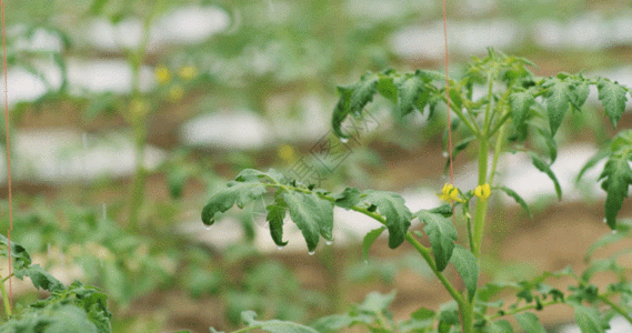 蔬菜大棚浇灌蔬菜GIF高清图片