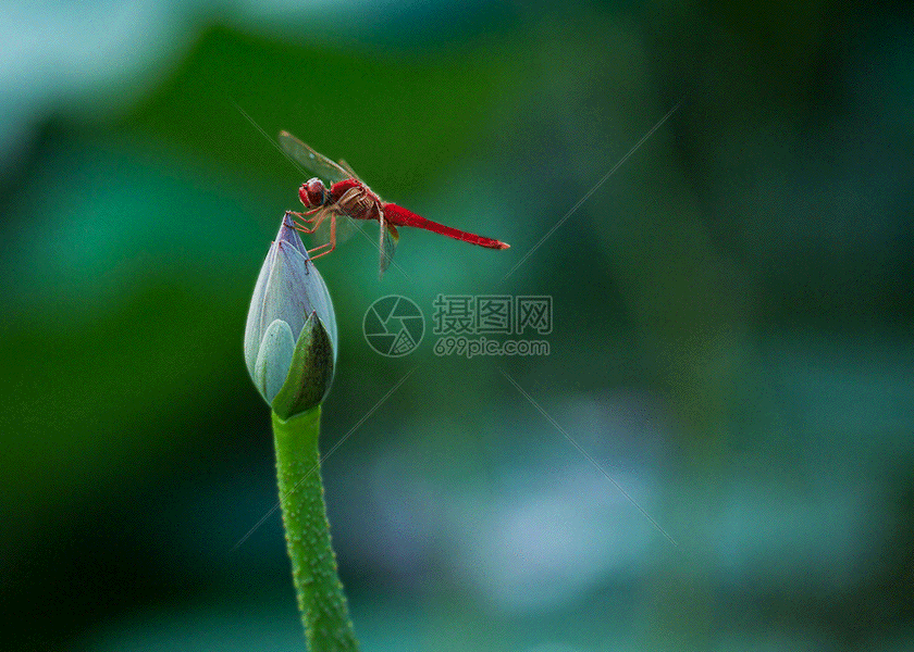 夏天的荷花池塘和雏菊gif动图动态图片素材下载_动图