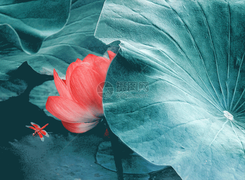 漂亮的荷花局部gif动图动图图片-正版gif素材-摄