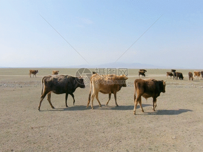 摄图网已获得 新疆牧区生产生活牲畜草原gif正版授权采用 vrf