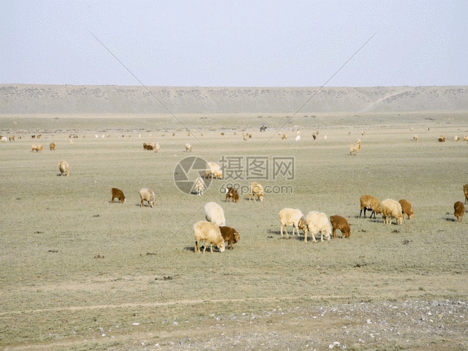 新疆牧业草原牛羊牲畜GIF图片