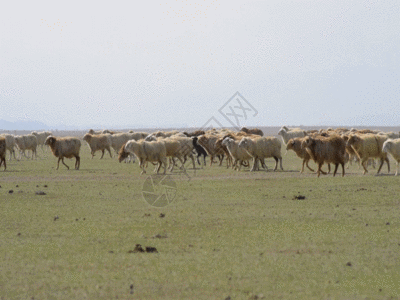 精准扶贫新疆牧业生产草原牲畜GIF高清图片