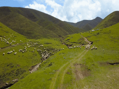 高原羊群GIF图片