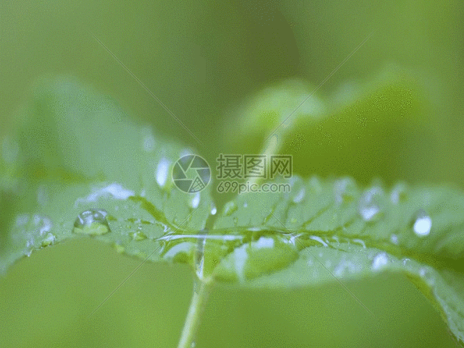 gif动图 实景动图  绿色植物下雨雨水背景素材微距特写gif.