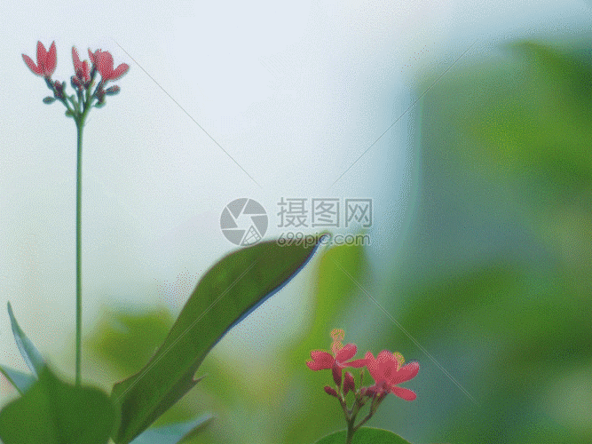 gif动图 实景动图  花丛gif.gif 667_500