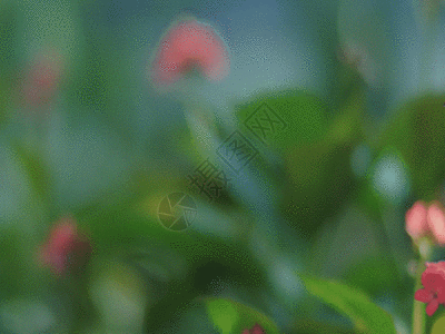 旅游集锦植物空镜集合集锦GIF高清图片