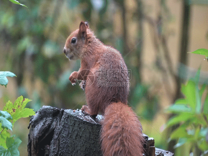 松鼠gif动图图片-正版gif素材401350614-摄图网