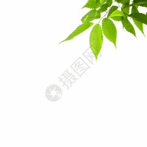 垂落的枝叶绿色树叶gif高清图片