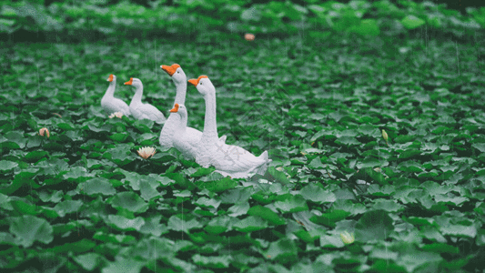 油画纹理荷塘白鹅gif高清图片