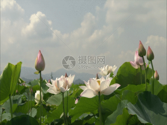 gif动图 实景动图  含苞欲放的荷花gif.gif 667_500