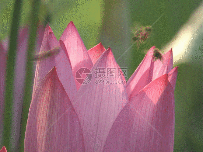 绽放的荷花gif动图图片-正版gif素材401360724-摄图网
