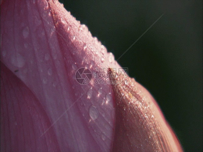 含苞欲放荷花gif动图图片-正版gif素材401360747-摄