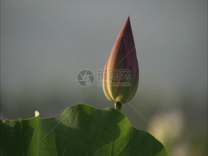 荷花特写gif动图图片-正版gif素材401360752-摄图网