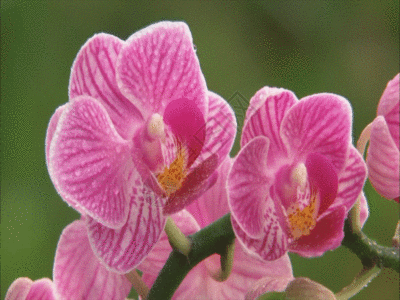 蜜蜂花粉五颜六色的鲜花特写GIF高清图片