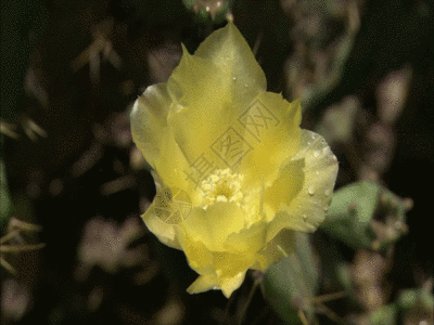 蜜蜂花粉黄色鲜花GIF高清图片