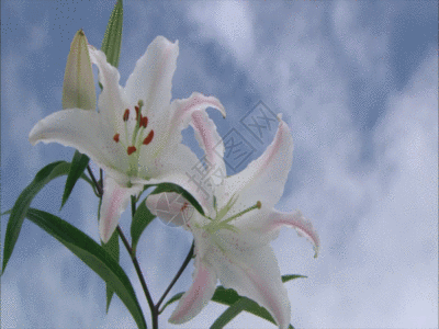 植物特写 GIF图片