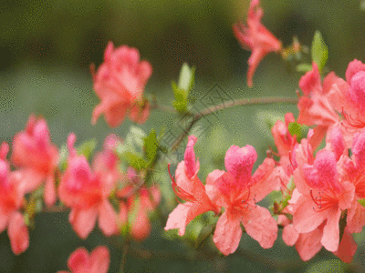 唯美粉红杜鹃花实拍视频素材GIF高清图片