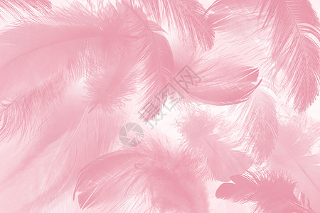 粉色羽毛背景图片
