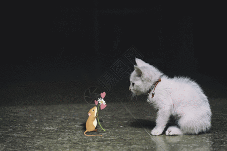 猫捉老鼠猫和老鼠  GIF高清图片