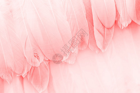 粉色羽毛背景背景图片