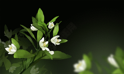 白色花朵花卉插画gif动图高清图片