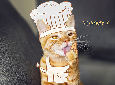 猫厨师图片