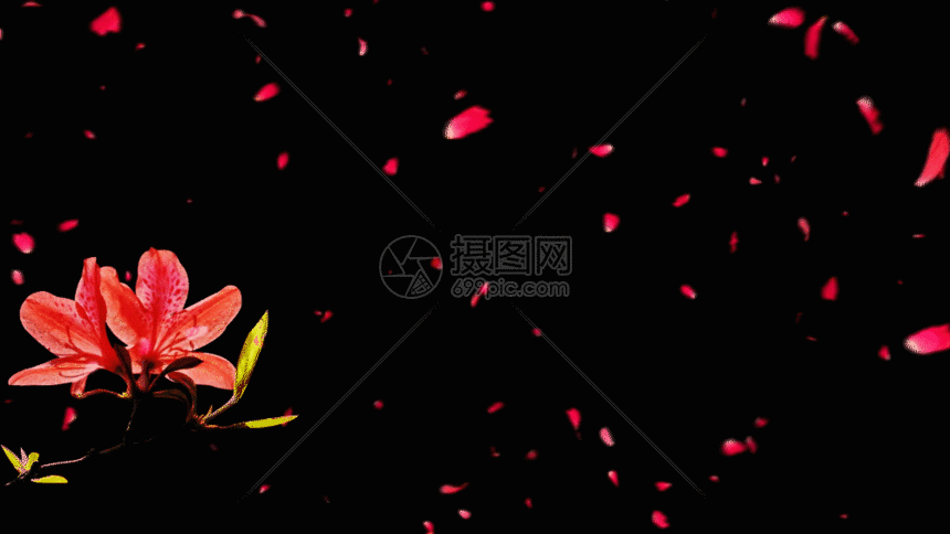 花朵gif
